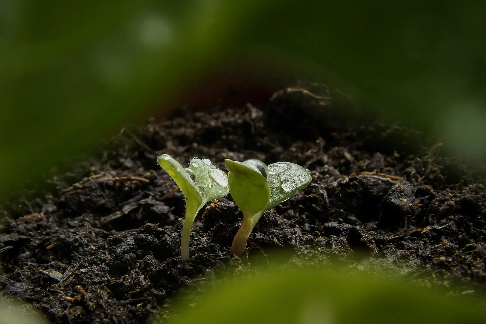Autoflower Stecklinge bei BubatzBuddy