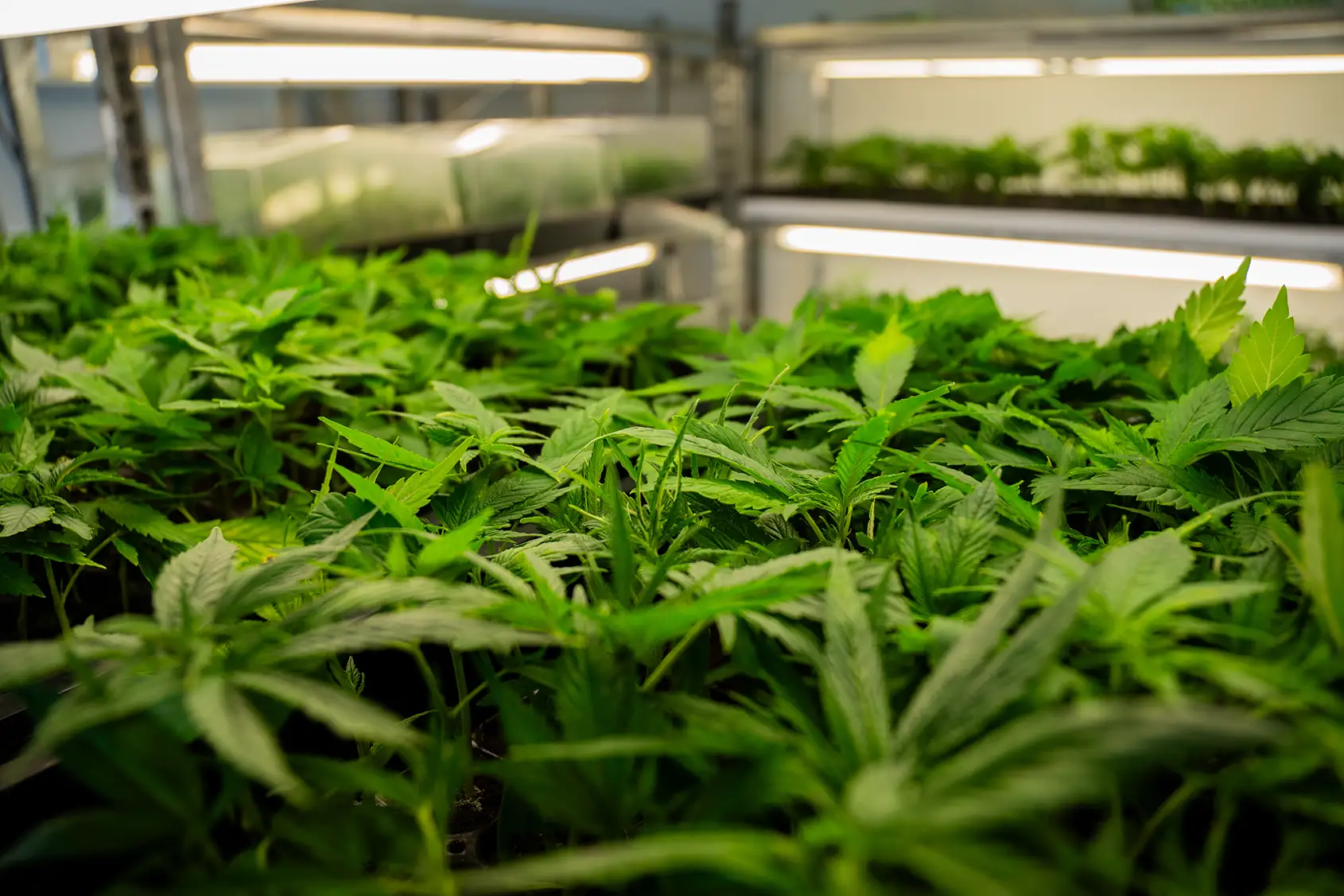 Premium Hanfstecklinge kaufen bei BubatzBuddy